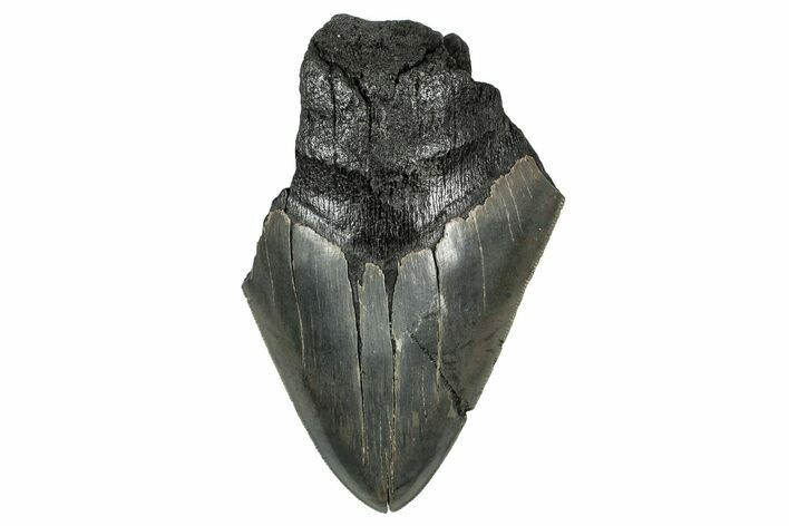 Partial Fossil Megalodon Tooth - Serrated Blade #338792